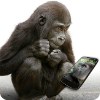 Gorilla Glass